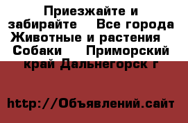 Приезжайте и забирайте. - Все города Животные и растения » Собаки   . Приморский край,Дальнегорск г.